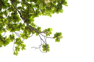 hojas verdes sobre un fondo blanco foto