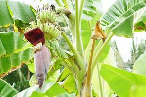 Banana flowers can be used for cooking. photo