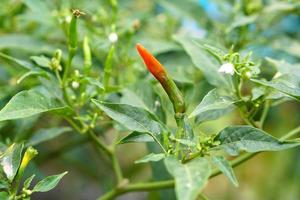 pimientos maduros en la planta se cultivan orgánicamente. sin productos químicos foto