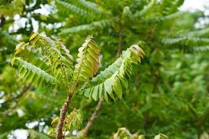 green gooseberry leaf background in rainy season photo