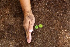 closeup hand of person holding abundance soil with young plant in hand for agriculture or planting peach nature concept. photo