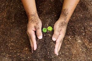 closeup hand of person holding abundance soil with young plant in hand for agriculture or planting peach nature concept. photo