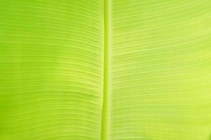 green banana leaf background for making banner