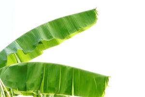 banana leaves on a white background photo