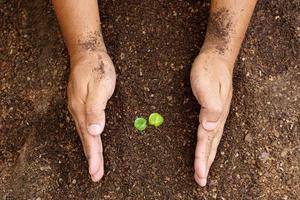 closeup hand of person holding abundance soil with young plant in hand for agriculture or planting peach nature concept. photo