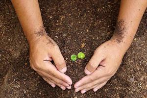 closeup hand of person holding abundance soil with young plant in hand for agriculture or planting peach nature concept. photo