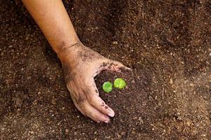 primer plano de la mano de la persona que sostiene la abundancia de suelo con una planta joven en la mano para la agricultura o la plantación del concepto de naturaleza de melocotón. foto