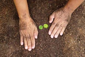 primer plano de la mano de la persona que sostiene la abundancia de suelo con una planta joven en la mano para la agricultura o la plantación del concepto de naturaleza de melocotón. foto