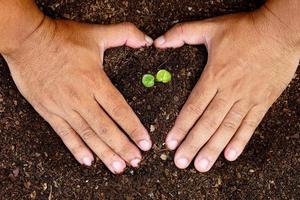 closeup hand of person holding abundance soil with young plant in hand for agriculture or planting peach nature concept. photo