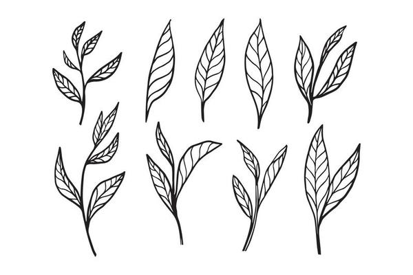 tea leaf hand drawn vector