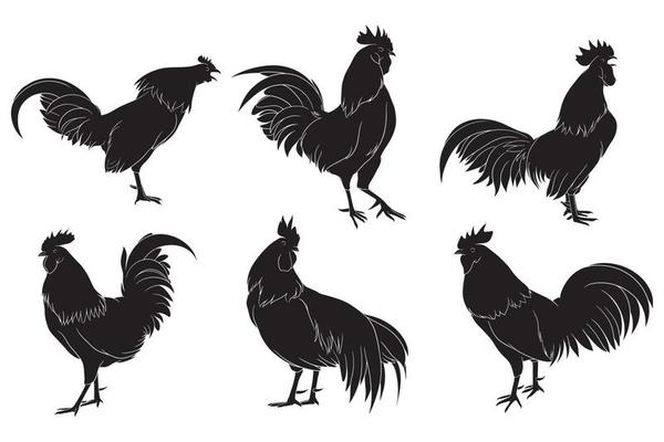 hand drawn silhouette of rooster