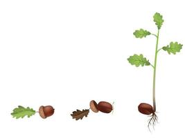 etapa de crecimiento de un conjunto de árboles. concepto ciclo de vida de un roble. ilustración vectorial de semilla de bellota brotada para plantar con hoja, diagrama de árbol en crecimiento. vector