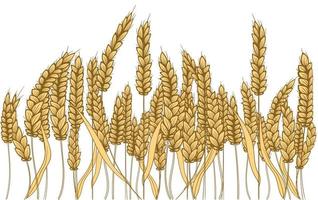 Farm field illustration. Vector hand drawn yellow wheat ears set. Bunch of grain barley. Banner design. Barley illustration in vintage style. Wheat grain, granule, kernel, oat