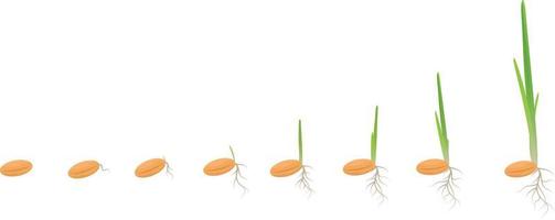 ciclo de crecimiento de una planta de trigo sobre un fondo blanco, concepto de productos veganos orgánicos, eco. brotar granos de trigo, centeno, maíz, mijo, cebada, avena. la semilla crece hasta la planta. ilustración vectorial vector