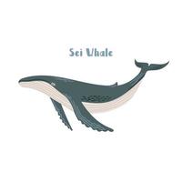Vector Sei whale. Cartoon illustration on white background for sticker, design