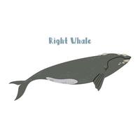 Vector Right whale. Cartoon illustration on white background for sticker, design