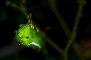 little green worn animal photo