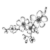 Mehndi flower for henna. Floral botanical flower. Vector hand drawing wildflower