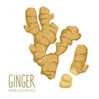 hand drawn ginger root and slice isolated on white background vector