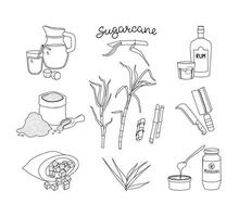 conjunto de caña de azúcar y sus productos. ron, jugo y melaza. ilustración vectorial del contorno.