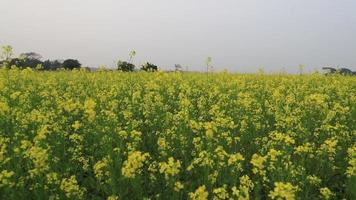 gele mosterd bloemen waait in de wind natuurlijk uitzicht in het veld. video