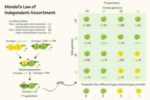 Mendel's Law of Independent Assortment vector