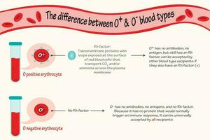 The difference between O positive and negative blood types vector