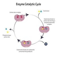 Enzyme Catalytic Cycle Diagram vector