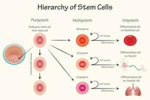 Potency hierarchy of stem cells vector
