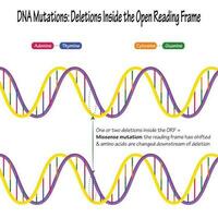 mutaciones de adn deleciones de pares de bases vector