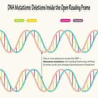 DNA mutations base pair deletions vector