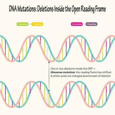 DNA mutations base pair deletions