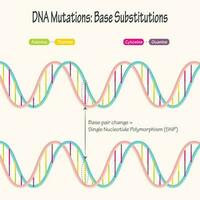 diagrama de mutación de adn de polimorfismo de un solo nucleótido vector