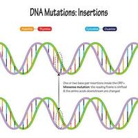 DNA mutations base pair insertions vector