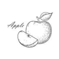 vector drawing black apple on white background