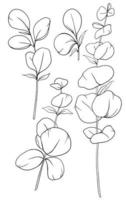 Eucalyptus Line Drawing, Eucalyptus Outline vector