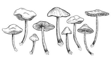 Collection edible mushrooms, hand drawn illustration. vector