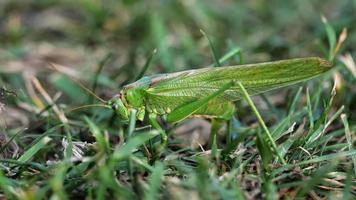 Hembra de langosta verde grande pone huevos video