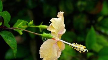 morbido fiore di ibisco arancione dopo la pioggia video