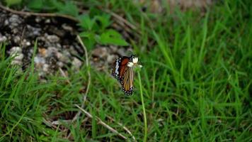 borboleta monarca em flor video