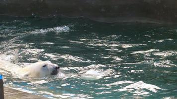 Eisbär spielt im Wasser video