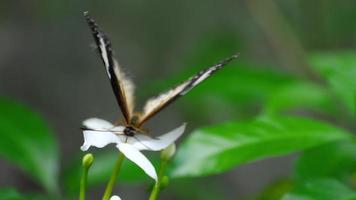 Malay lacewing, Cethosia cyane, Nymphalidae family