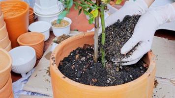 Erde wechseln und neuen Topf, Langzeitdünger für Kakteenpflanzen in kleinen Töpfen ausbringen. das Pflanzen von Bäumen macht einen kleinen Garten in Ihrem Haus. Pflegekaktus in den Ferien zu Hause video