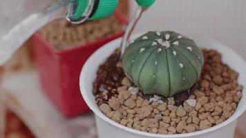 regar las plantas. regar los cactus en macetas pequeñas. cuidando plantas en un pequeño vivero en una casa residencial. pequeños cactus en macetas salpicados de pequeños guijarros. para la belleza video