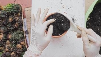 Plant and move pots, change soil, apply slow-release fertilizer for cactus plants in small pots. planting trees Make a small garden in your home. Caring for plants at home during the holidays
