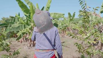 ung bonde bär skyddskläder för solskydd. bära en hacka på axeln gå i trädgården eller gården eller jordbruksmark. plantera bananer och kassava. video