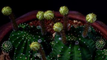 muchas flores de cactus florecen. flor blanca echinopsis subdenudata cactus. timelapse 4k movimiento de fondo negro plantas y flores florecientes. video