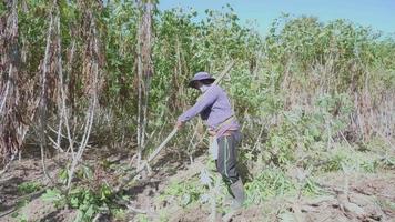 gli agricoltori thailandesi utilizzano strumenti manuali chiamati terne mobili per scavare e sollevare manioca dal sottosuolo. senza utilizzare macchinari. coltivazione della manioca in Tailandia video