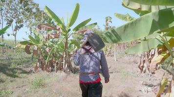 jonge boer draagt beschermende kleding voor bescherming tegen de zon. draag een schoffel op de schouder lopen in de tuin of boerderij of landbouwgrond. plant bananen en cassave. video