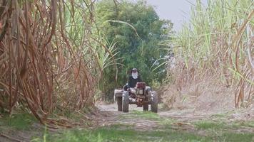 jonge aziatische man, boer, zit op een trailer. kleine tractor omgebouwd tot landbouwvrachtwagen of wielen omgebouwd tot tractor. tractor omgebouwd tot vrachtwagen rijdend op wegen tussen suikerrietveld video